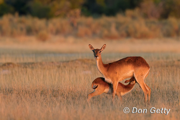 Lechwe