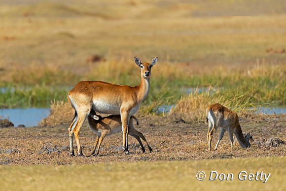 Lechwe
