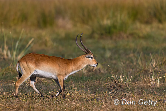 Lechwe