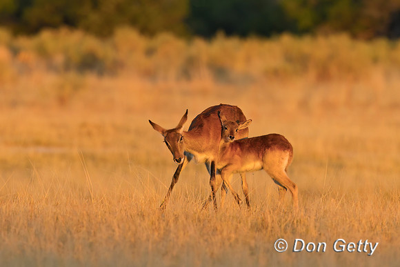 Lechwe