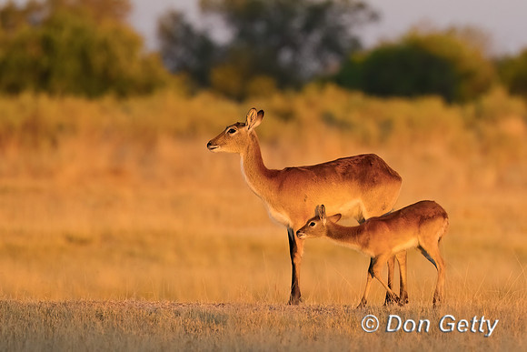Lechwe