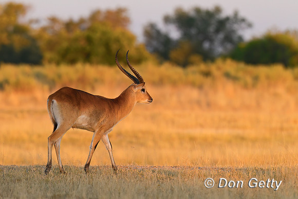 Lechwe