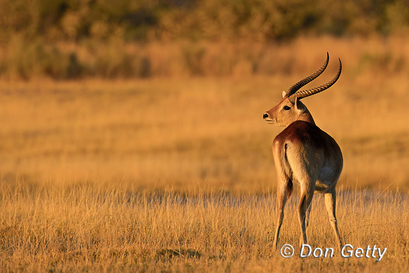 Lechwe