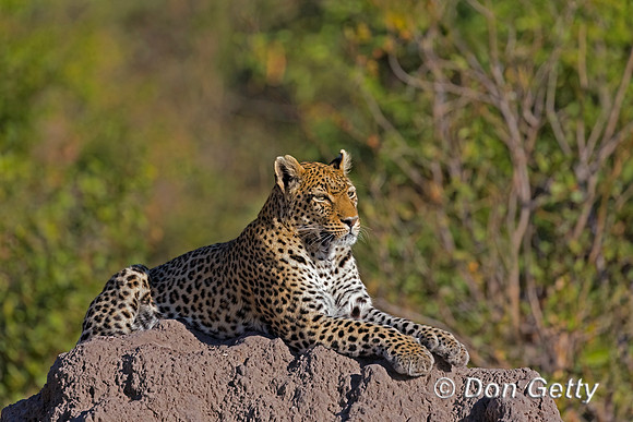 Leopard