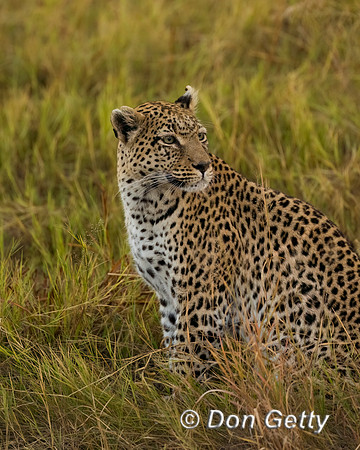 Leopard