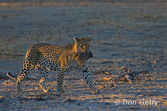Leopard