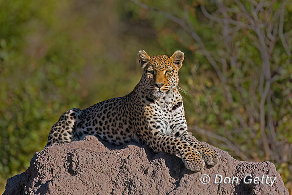 Leopard