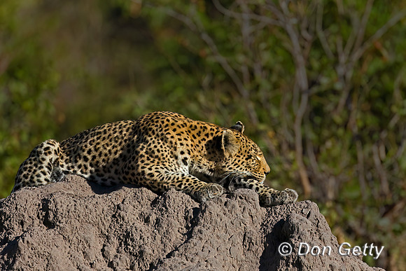 Leopard