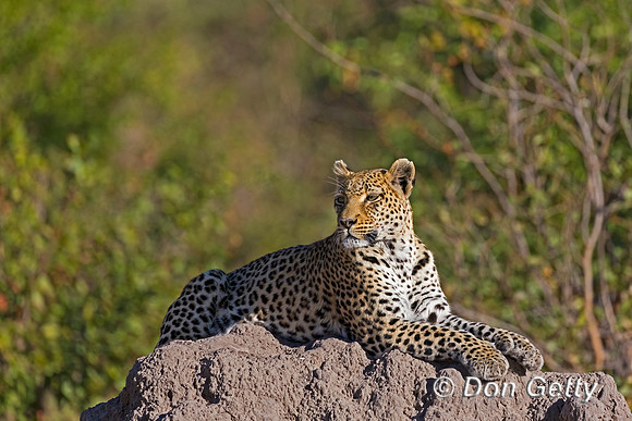 Leopard