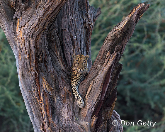Leopard