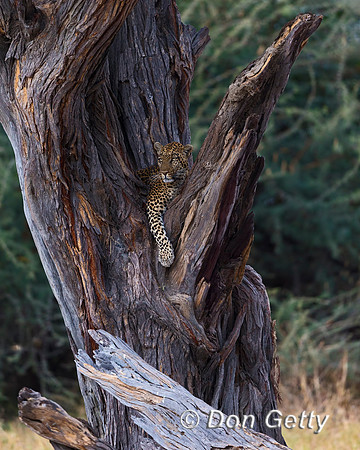 Leopard