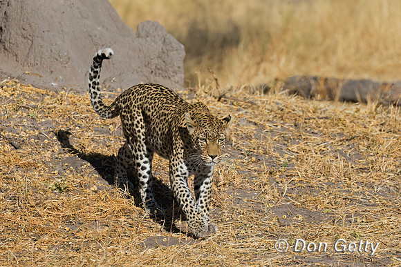 Leopard