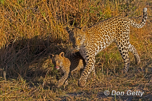 Leopard