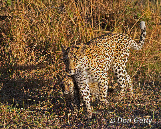 Leopard