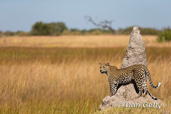 Leopard
