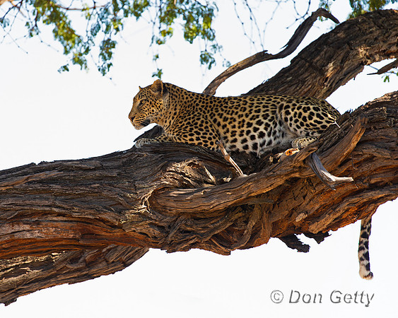 Leopard