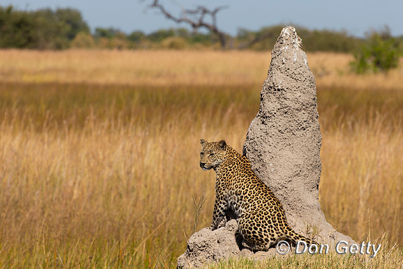 Leopard