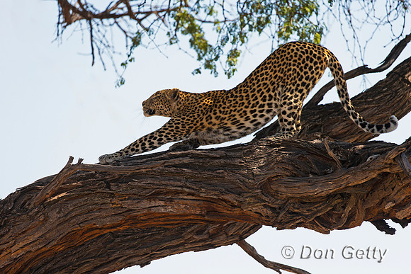Leopard