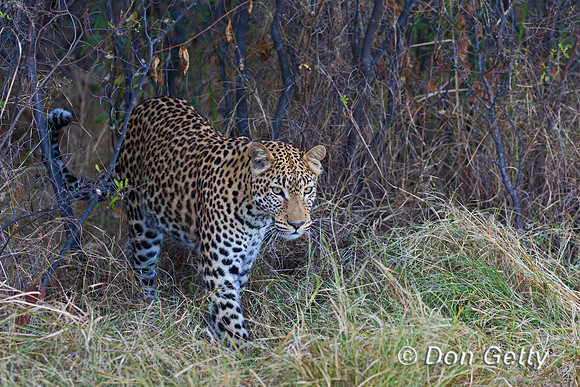 Leopard