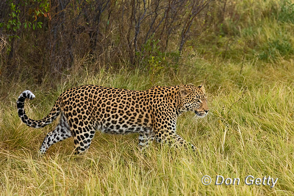 Leopard