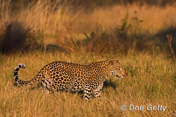 Leopard
