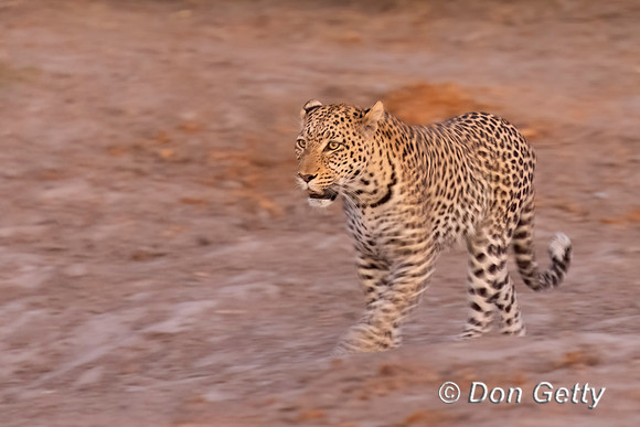 Leopard