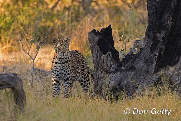 Leopard