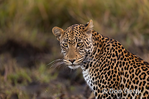Leopard