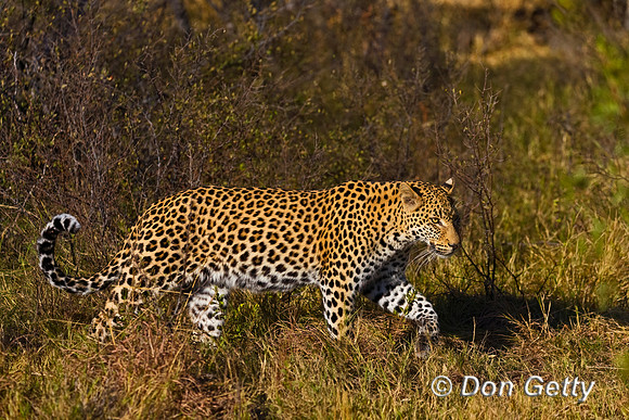Leopard