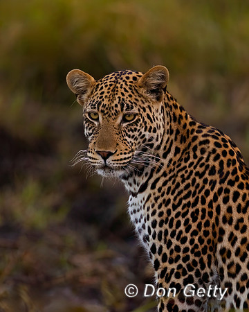 Leopard