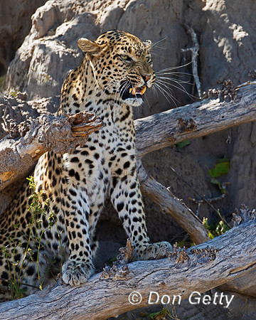 Leopard