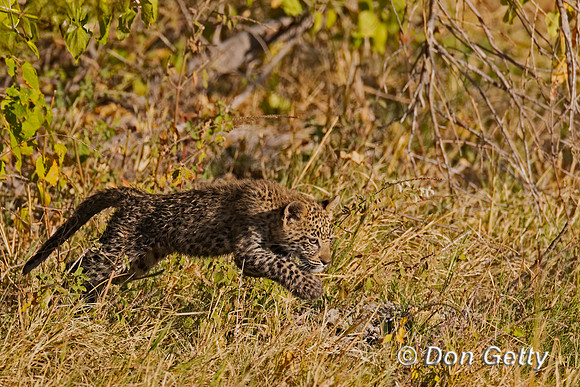 Leopard