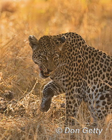 Leopard