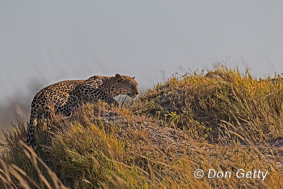 Leopard