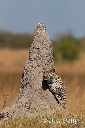 Leopard