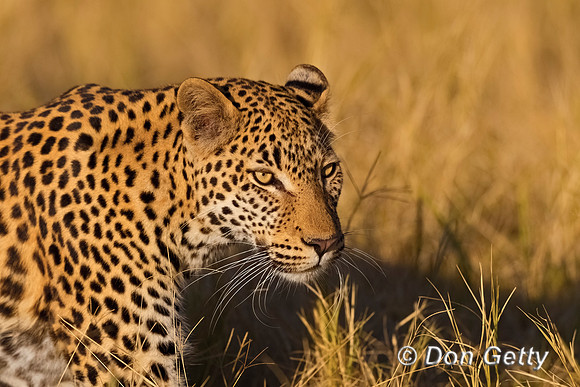 Leopard