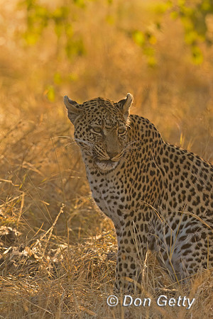 Leopard