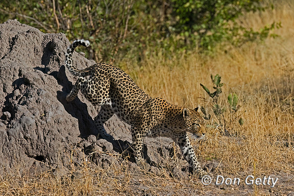 Leopard