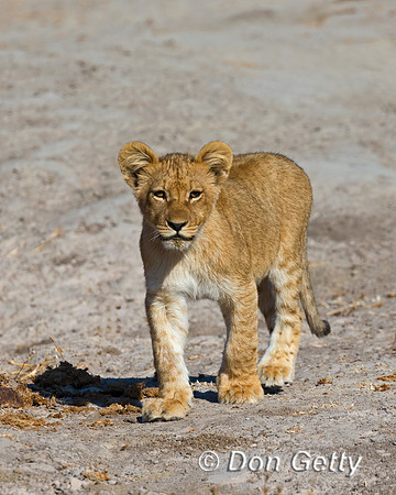 Lion