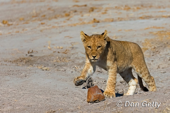 Lion