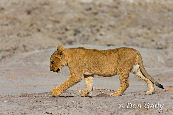 Lion
