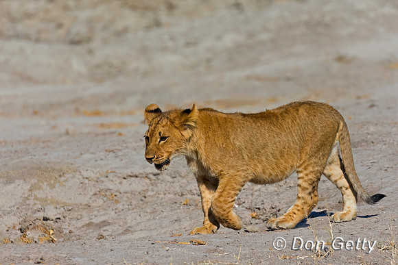 Lion