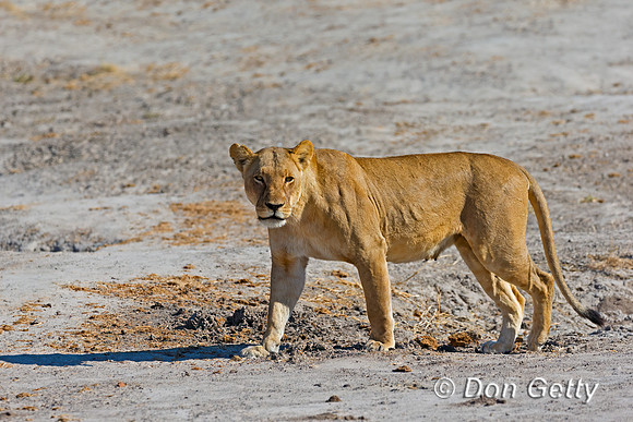 Lion