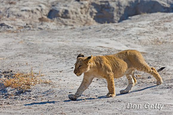 Lion