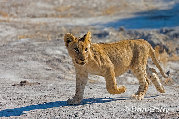Lion