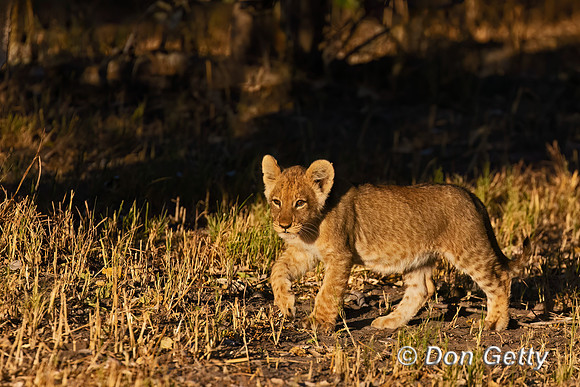 Lion
