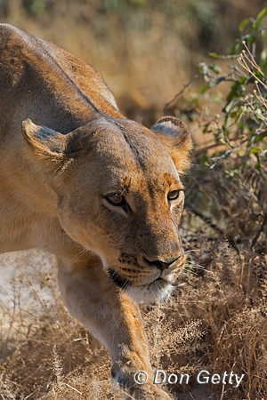 Lion