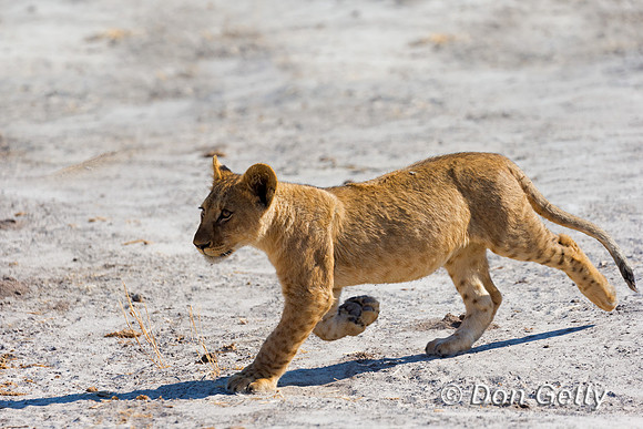 Lion