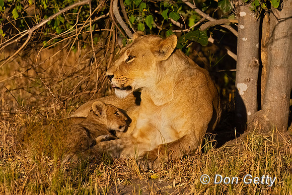 Lion