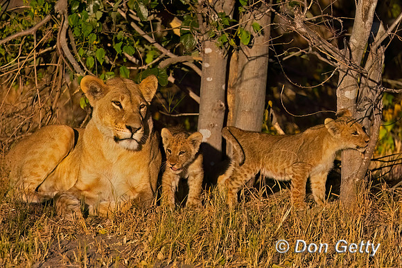Lion
